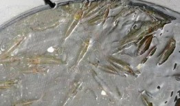 对虾暴食爆料视频,揭秘虾暴食现象背后的惊人真相